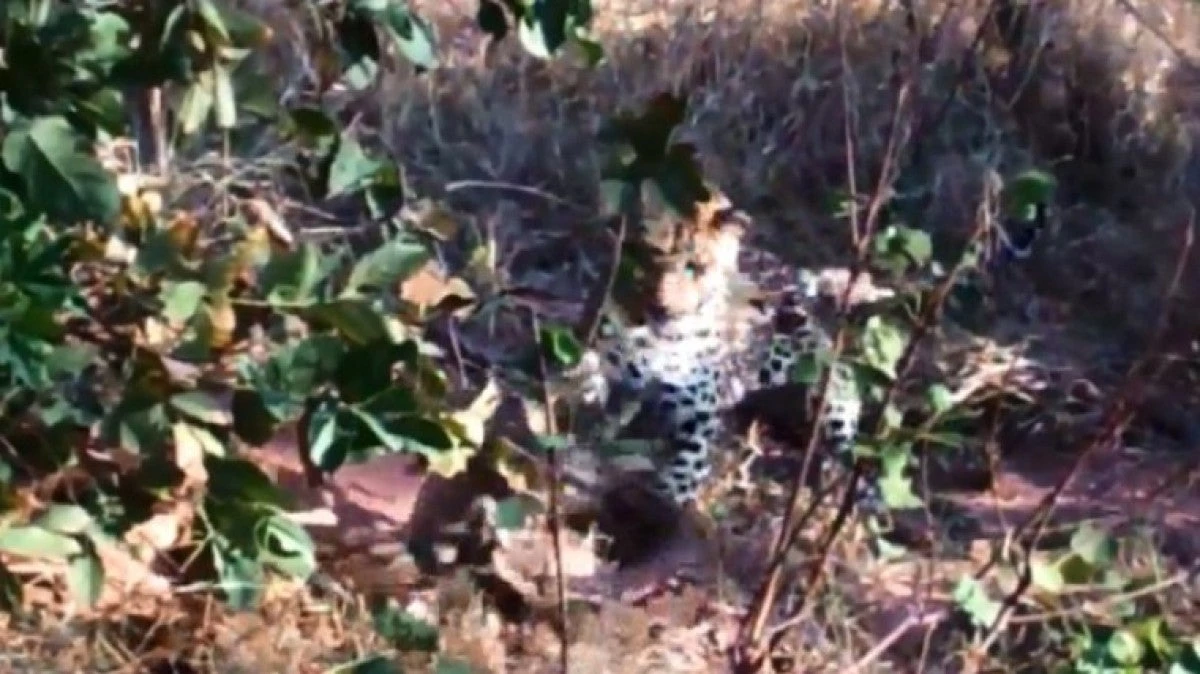 Μάνα λεοπάρδαλη μάχεται με πύθωνα για να σώσει… το μωρό της – Βίντεο